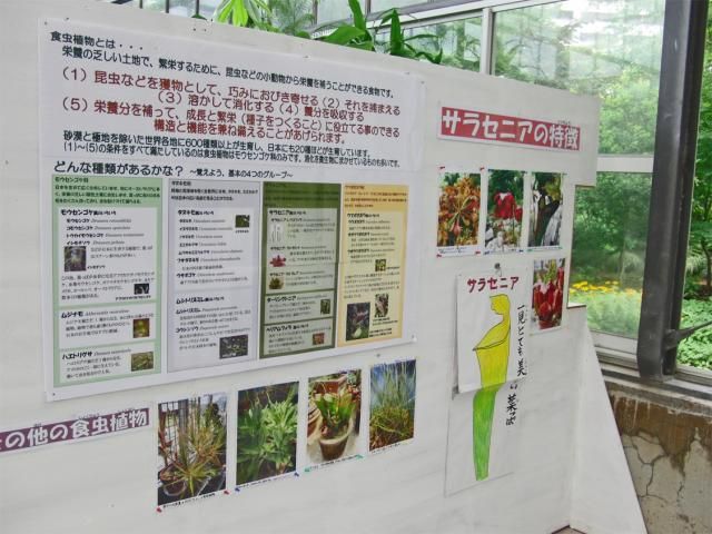 不思議がいっぱい「食虫植物展」