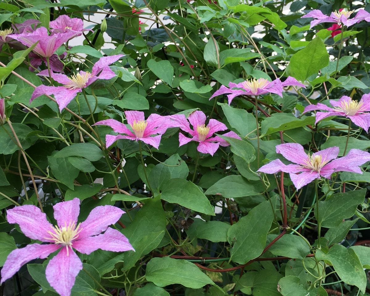 今朝のクレマチス🌸