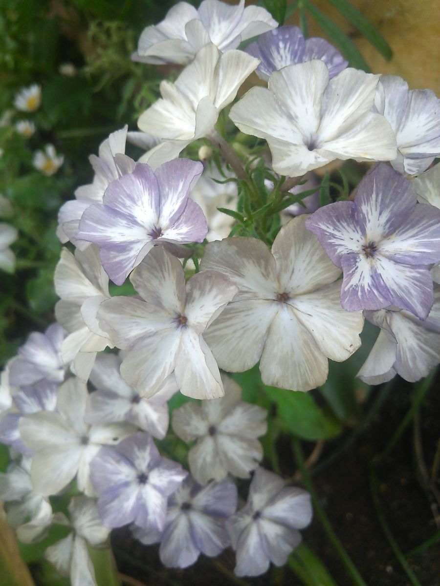 今月の植え替え