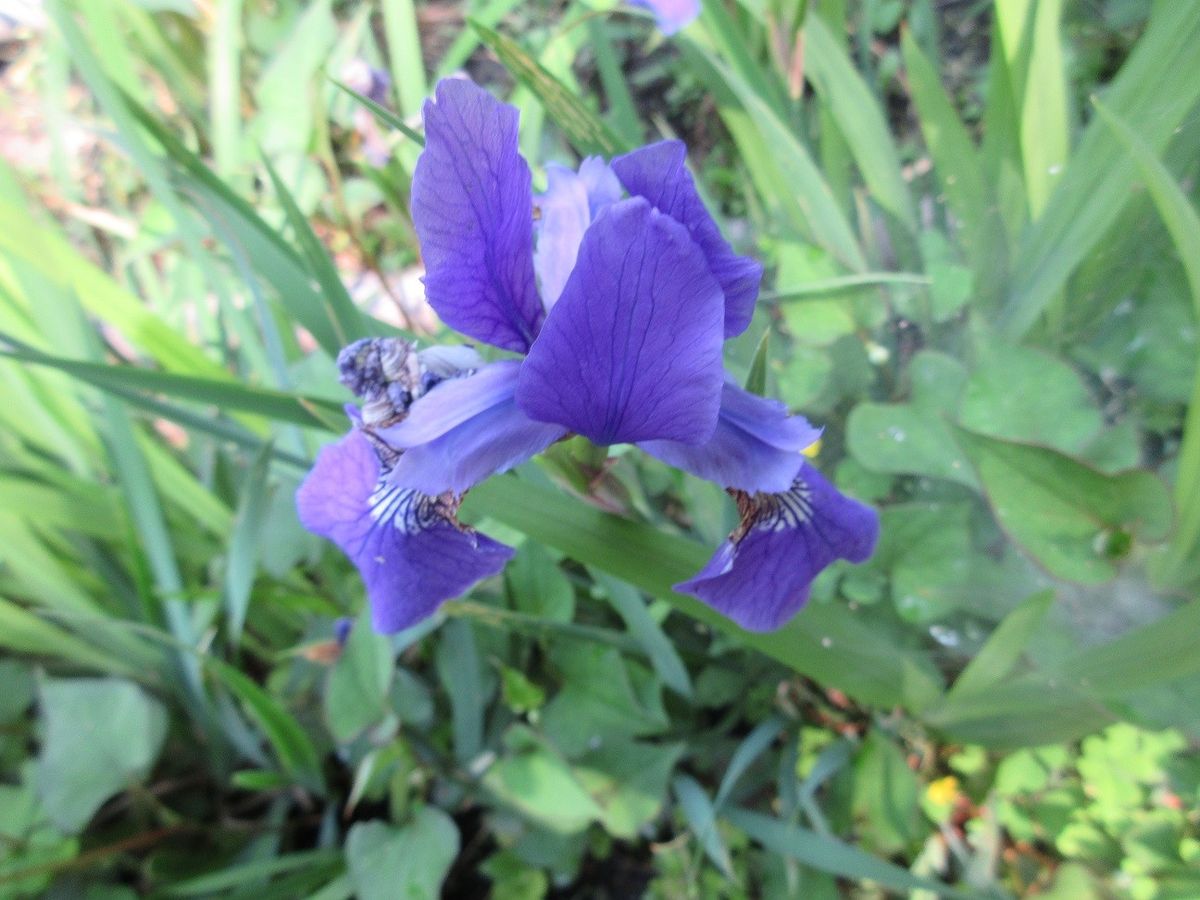 花菖蒲が咲きました