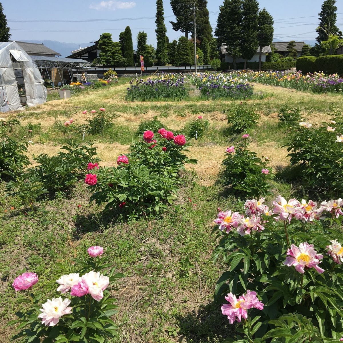 まぼろしの安曇野シャクヤク園