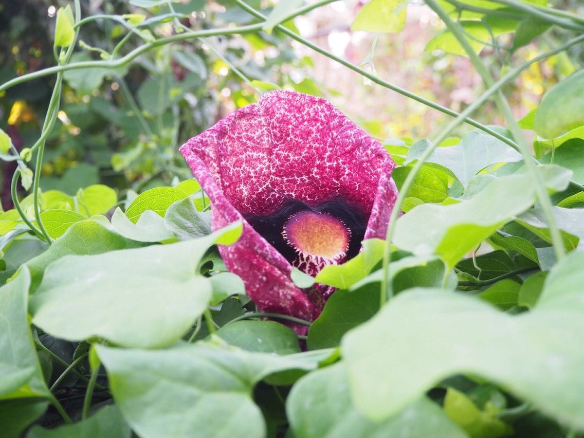 植木の町  埼玉 安行へ 一度は おいで音頭