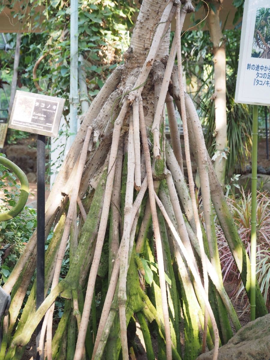 植木の町  埼玉 安行へ 一度は おいで音頭