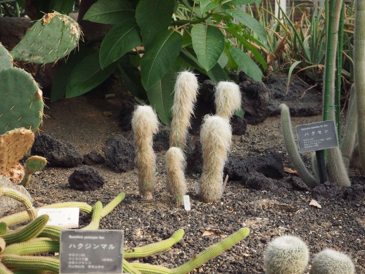 植木の町  埼玉 安行へ 一度は おいで音頭