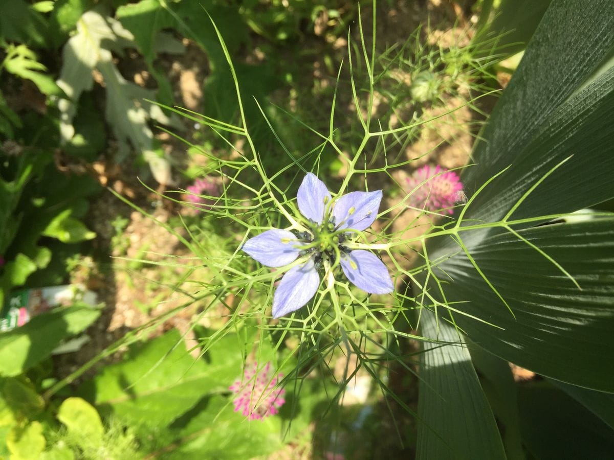 今日の花