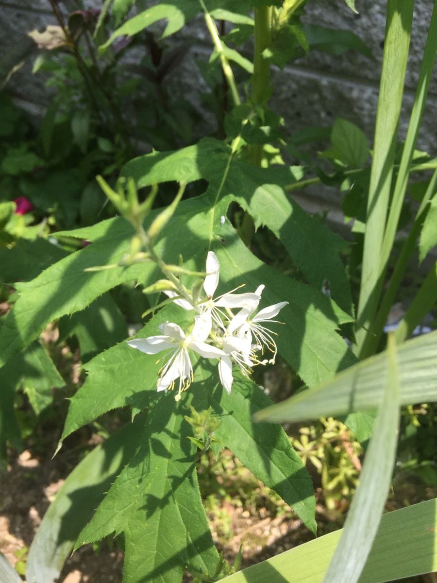 今日の花