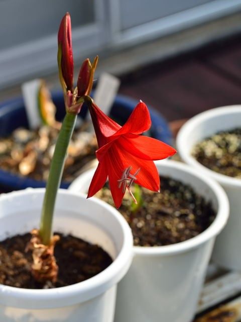 植物の成長にはいいのかな？