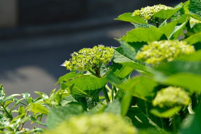 植物の成長にはいいのかな？