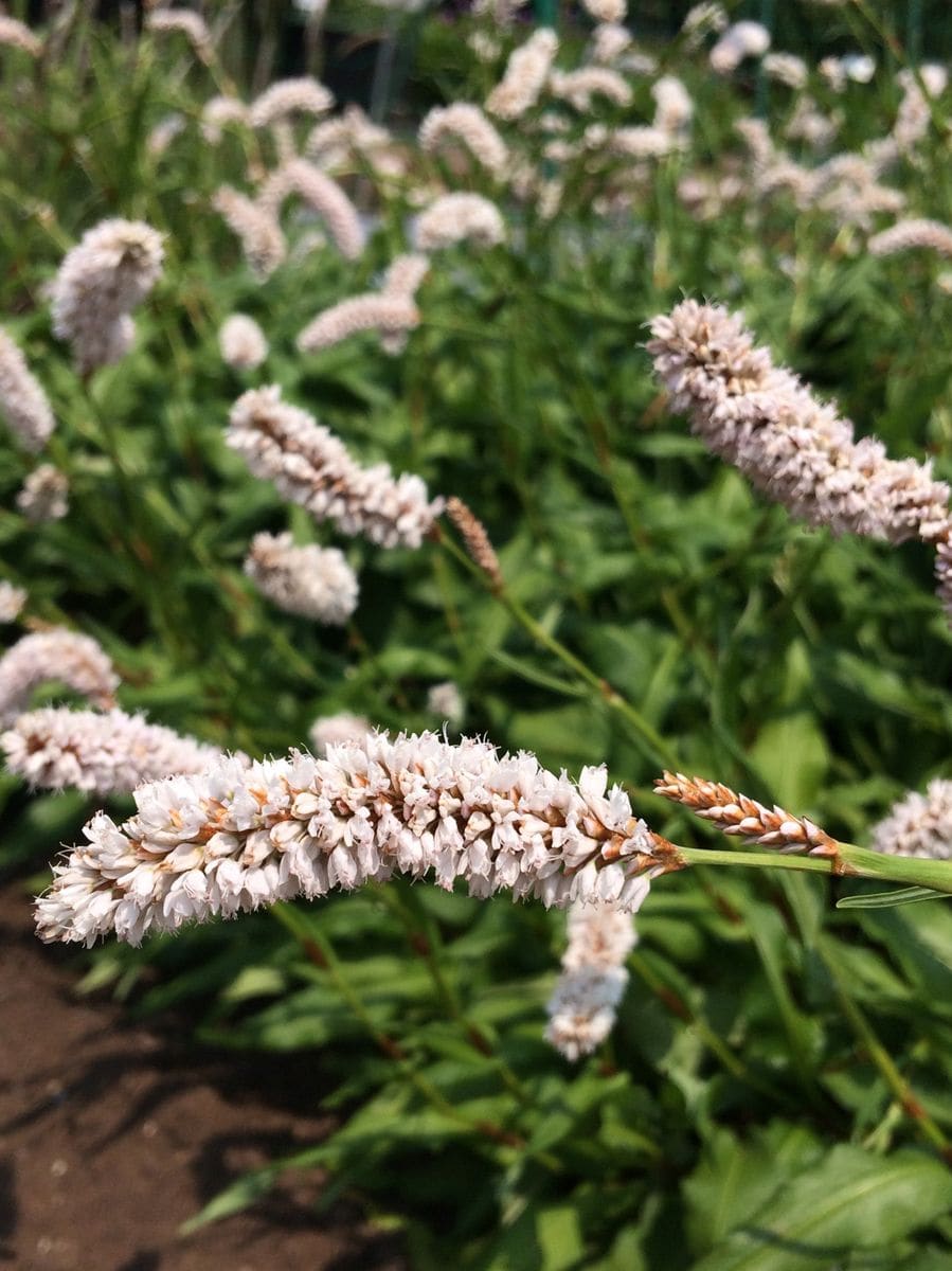 東京都薬用植物園