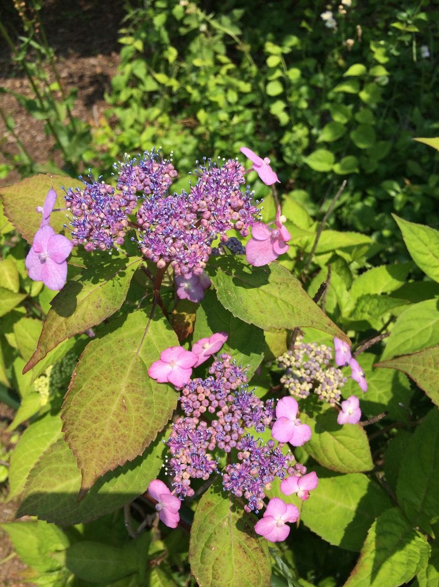 東京都薬用植物園