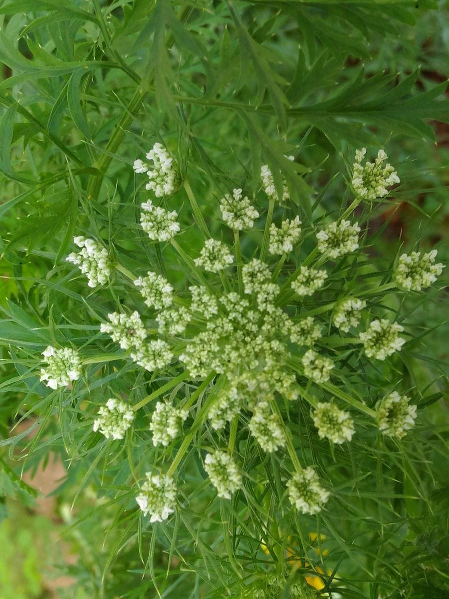 これな～んだ(*´з`)♪