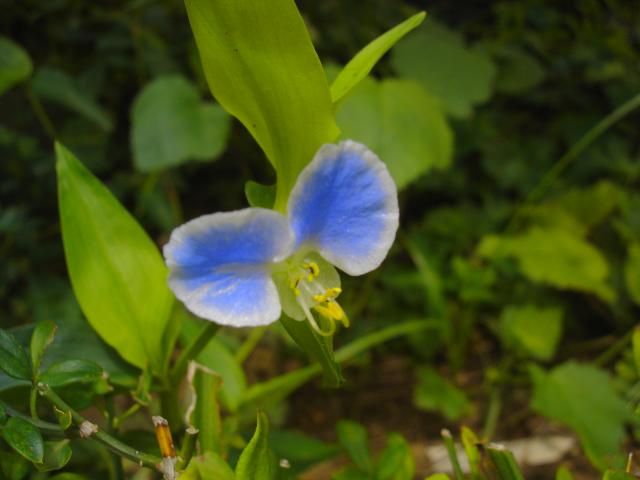 覆輪つゆ草　小町リンドウ