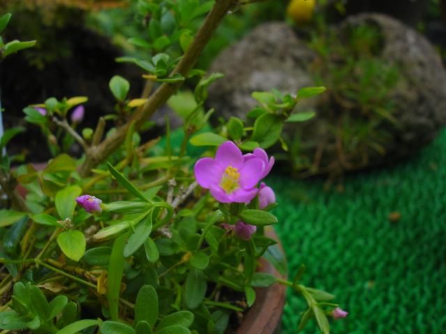 覆輪つゆ草　小町リンドウ