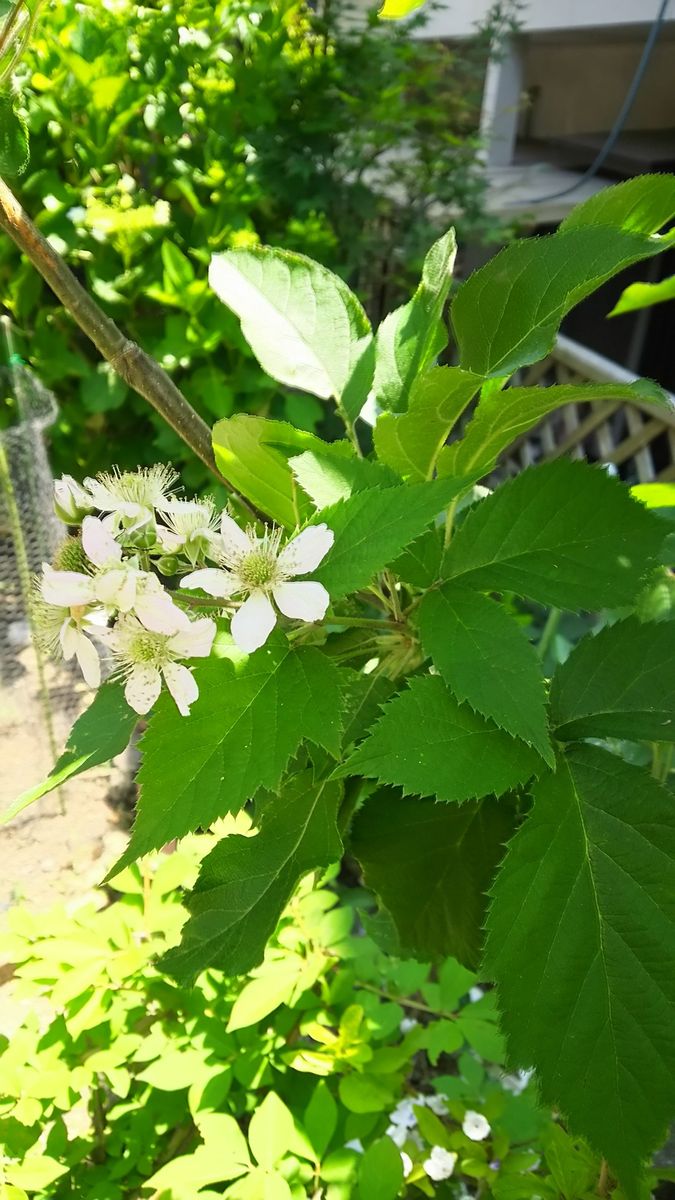 ブラックベリーの実とシークワーサーの芽🌱