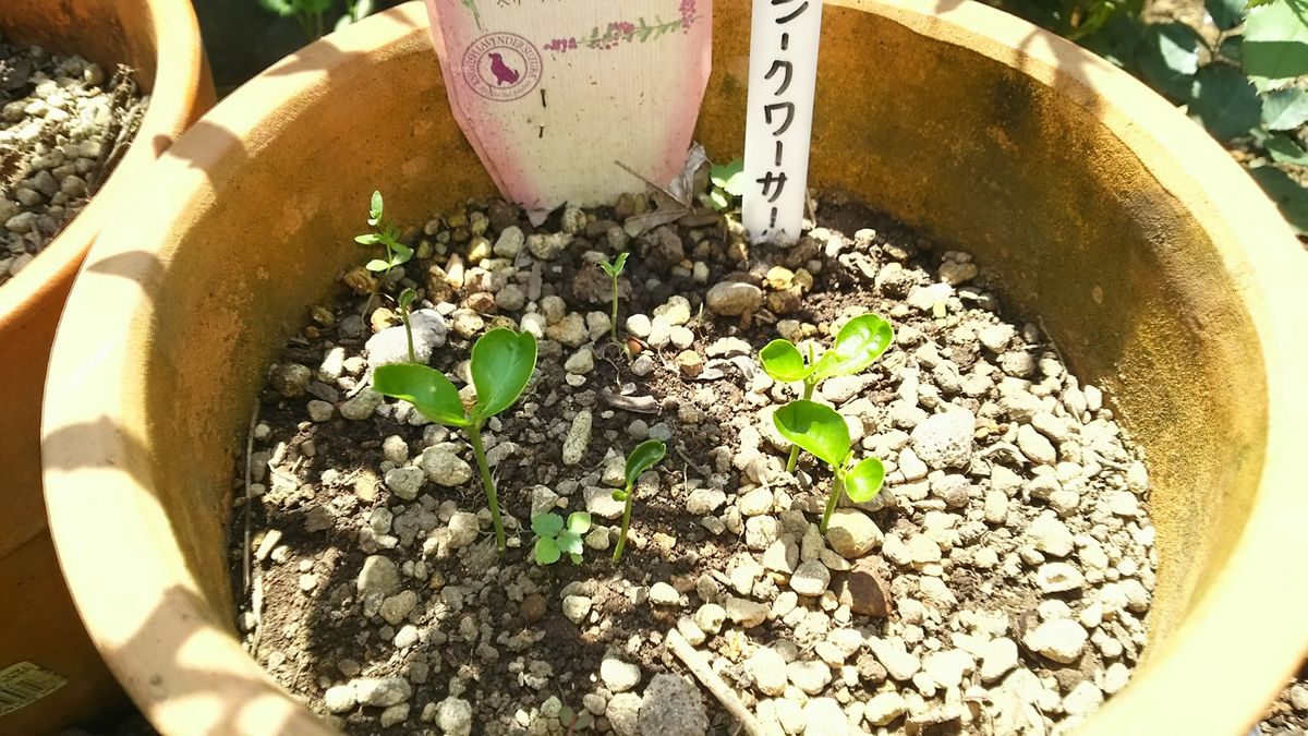 ブラックベリーの実とシークワーサーの芽🌱