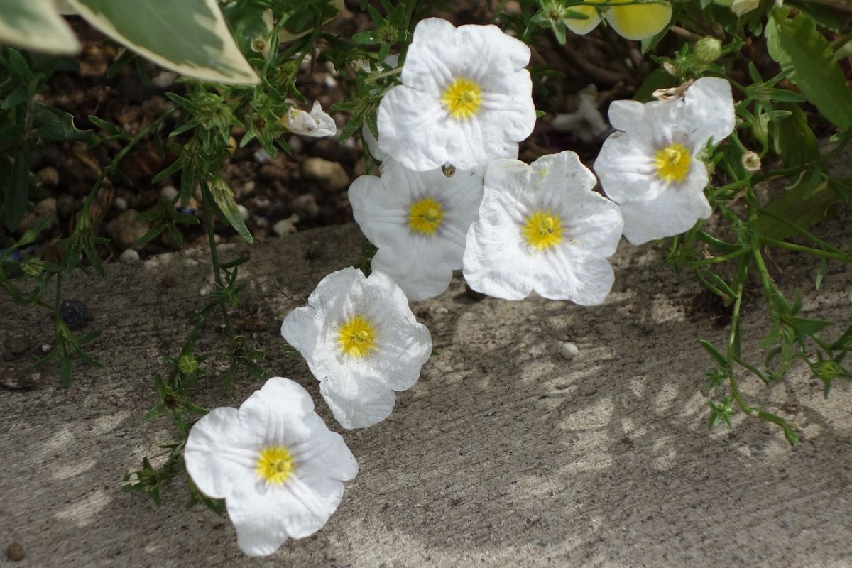 初夏の草花♪