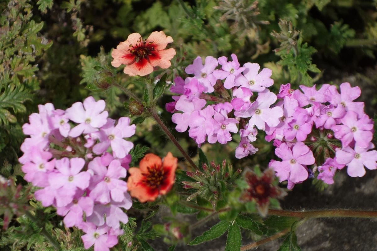 初夏の草花♪