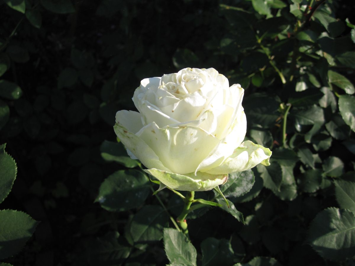 コスモスと薔薇（わかな・ラバグルート）と庭仕事な週末