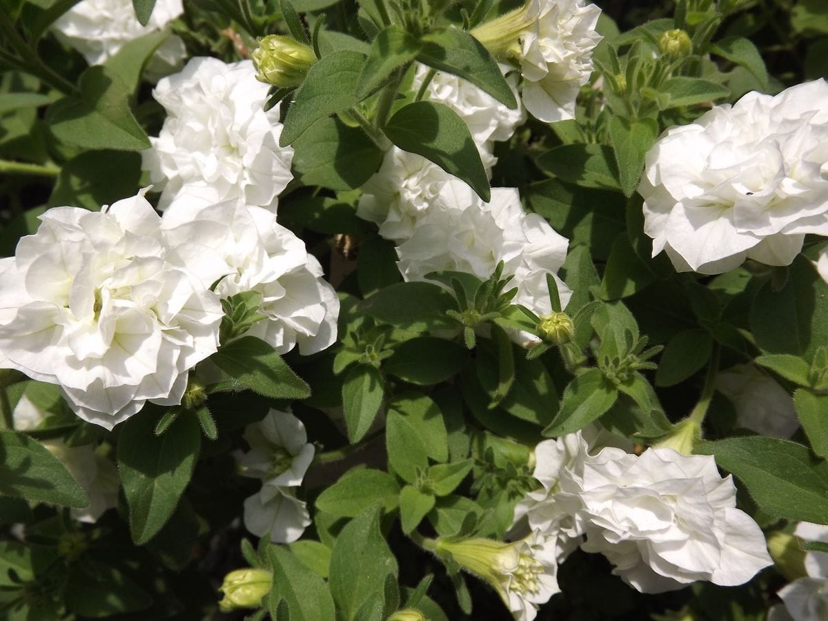 サフィニア2種、花菖蒲