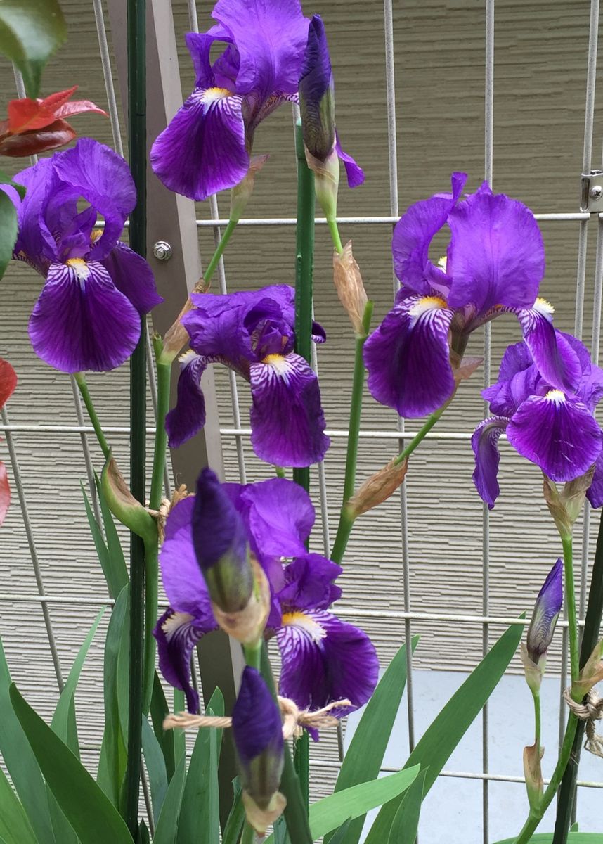 ドイツアヤメ   German iris