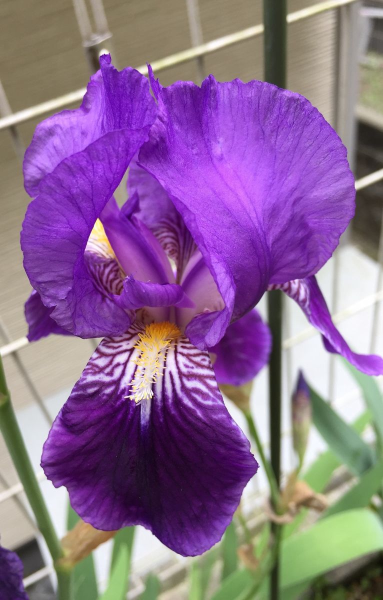 ドイツアヤメ   German iris