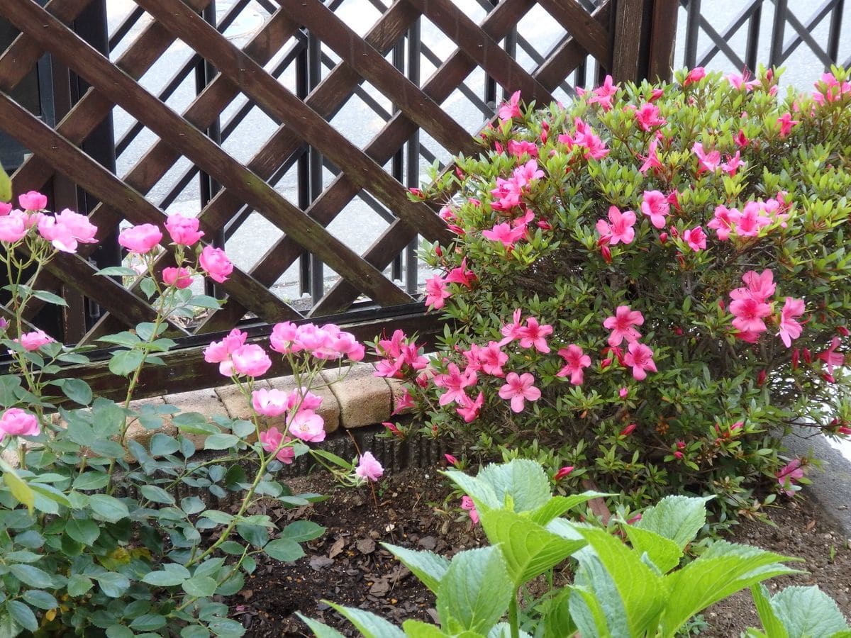 サツキ咲きました。珍しくないね（＾Ｏ＾☆♪ でも我が家のサツキは10年間花が咲かなかったのです。笑)