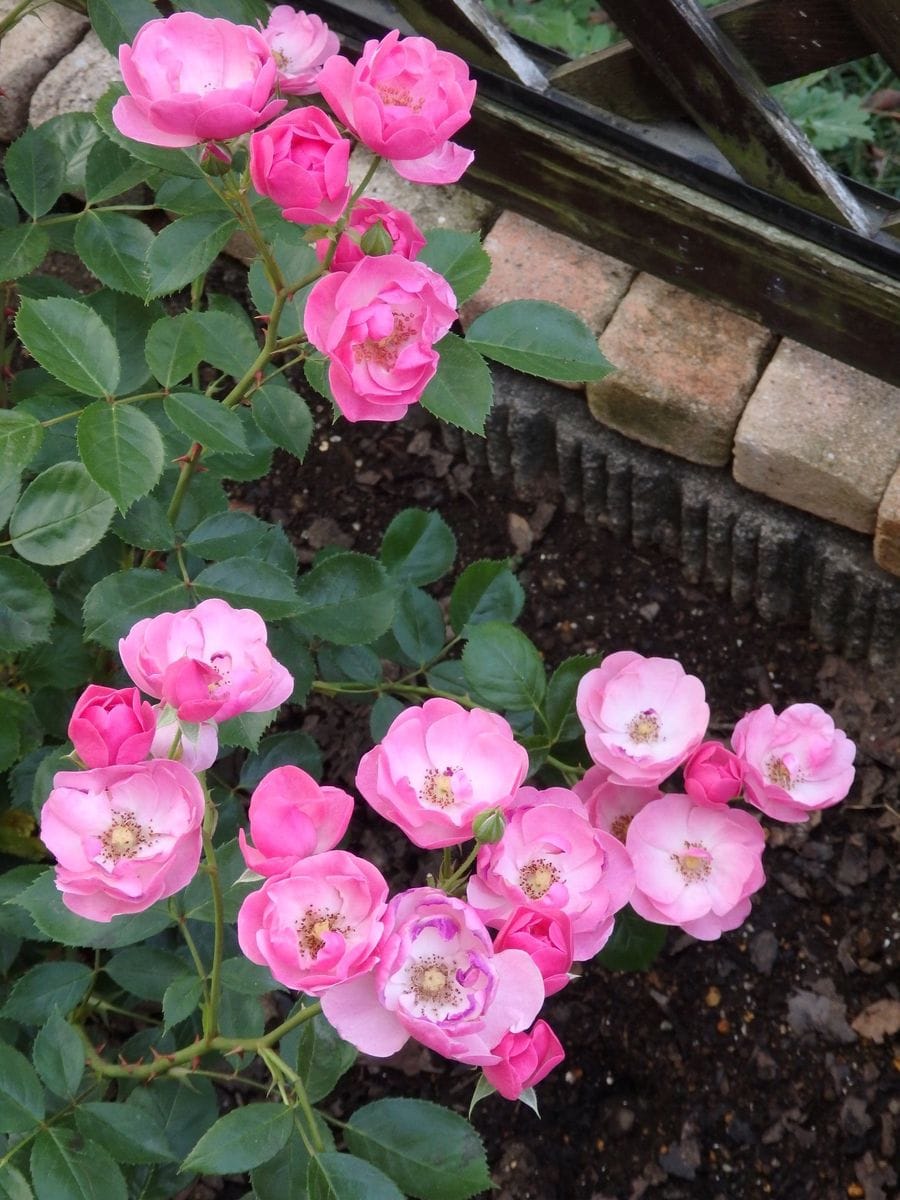 サツキ咲きました。珍しくないね（＾Ｏ＾☆♪ でも我が家のサツキは10年間花が咲か...