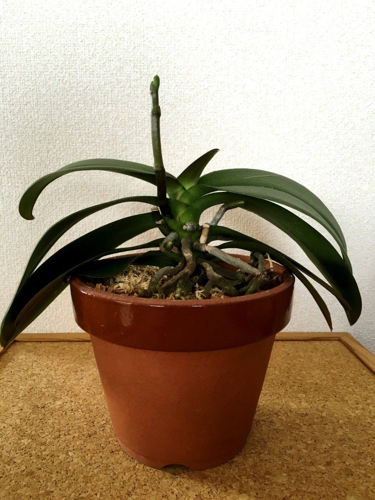 駄温鉢に植えられた胡蝶蘭