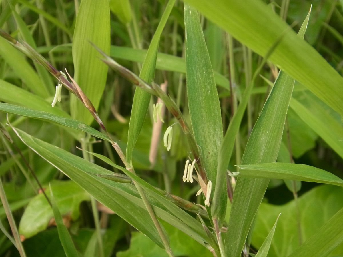 数十年に一度の花とは？