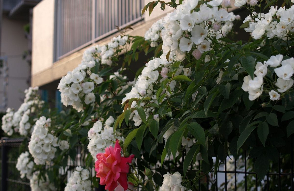 お気に入りの、実生薔薇が満開に