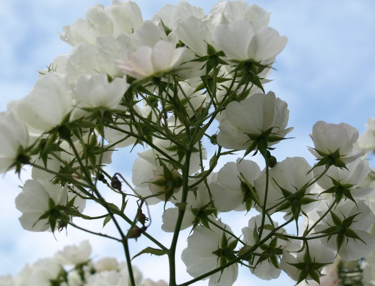 お気に入りの、実生薔薇が満開に