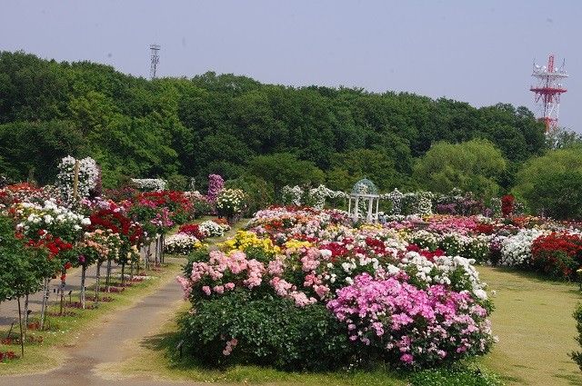 京成バラ園に