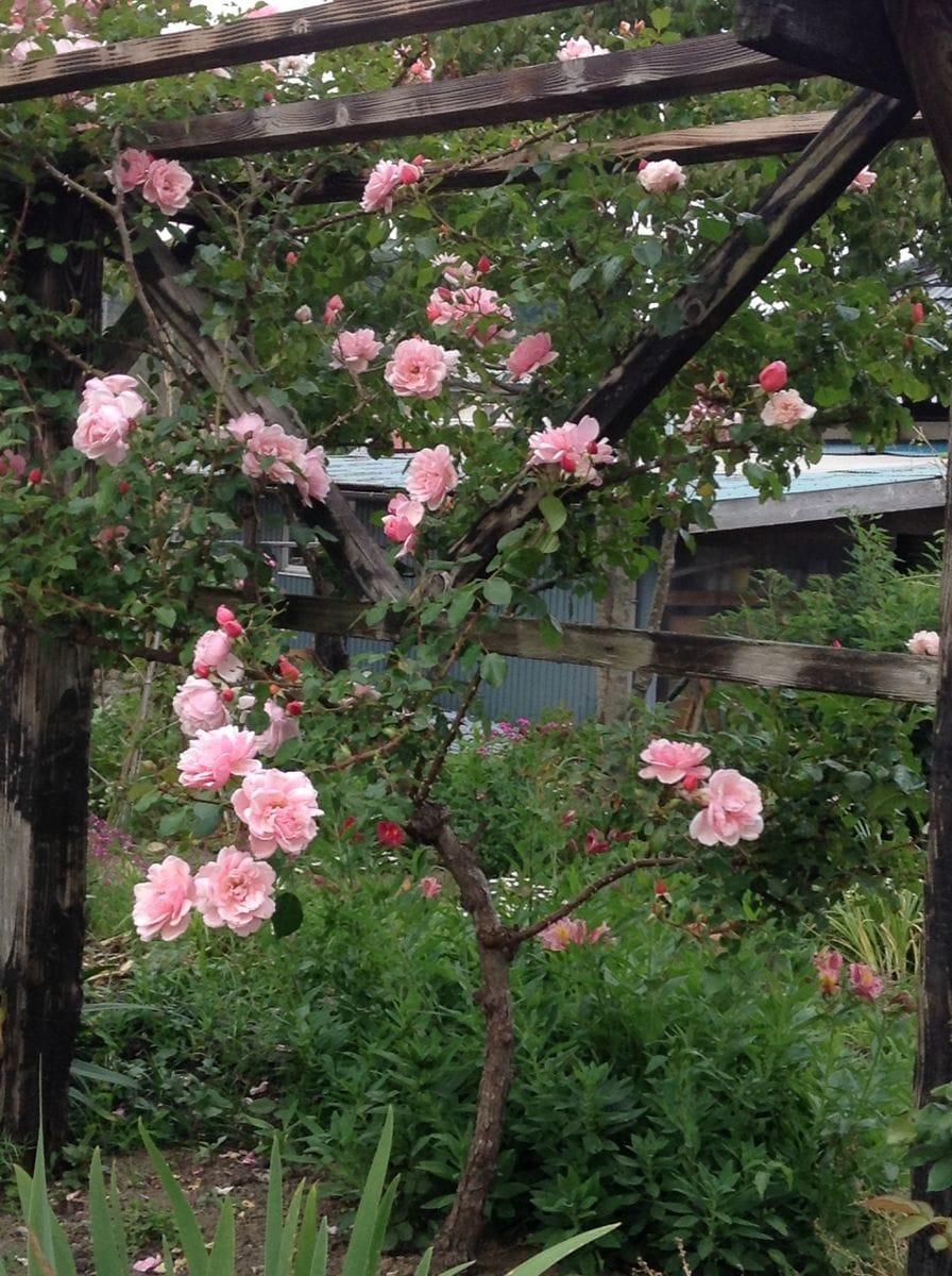 大和撫子さんの花友さん！！