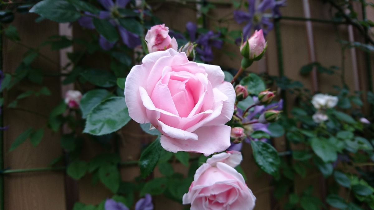 ニュードーンが花盛り♪