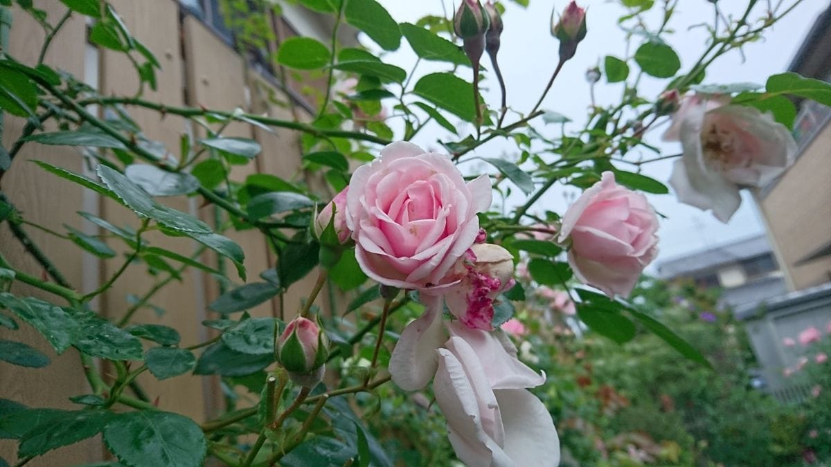 ニュードーンが花盛り♪