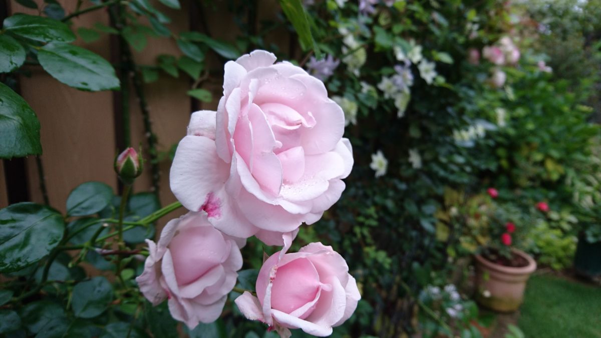 ニュードーンが花盛り♪