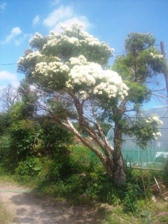 園芸友ダチさんへ