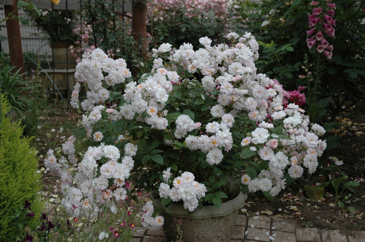 鉢植えのポールズ・ヒマラヤン・ムスク