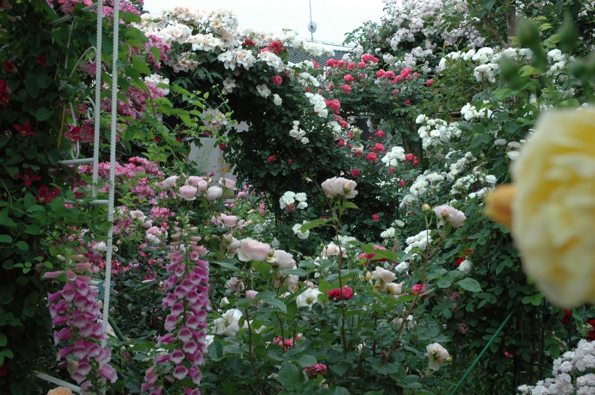 薔薇の庭　４