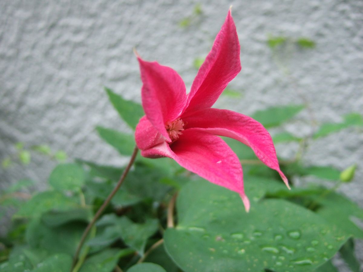 ビミョ～な雨。。