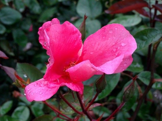 雨に濡れたバラ⑥