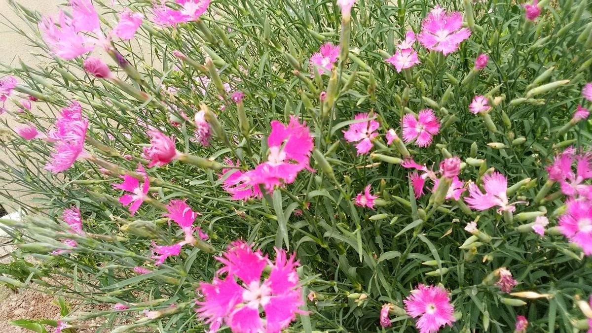 頼りない主の元　懸命に咲く花達