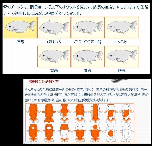 らんちゅうの稚魚選別