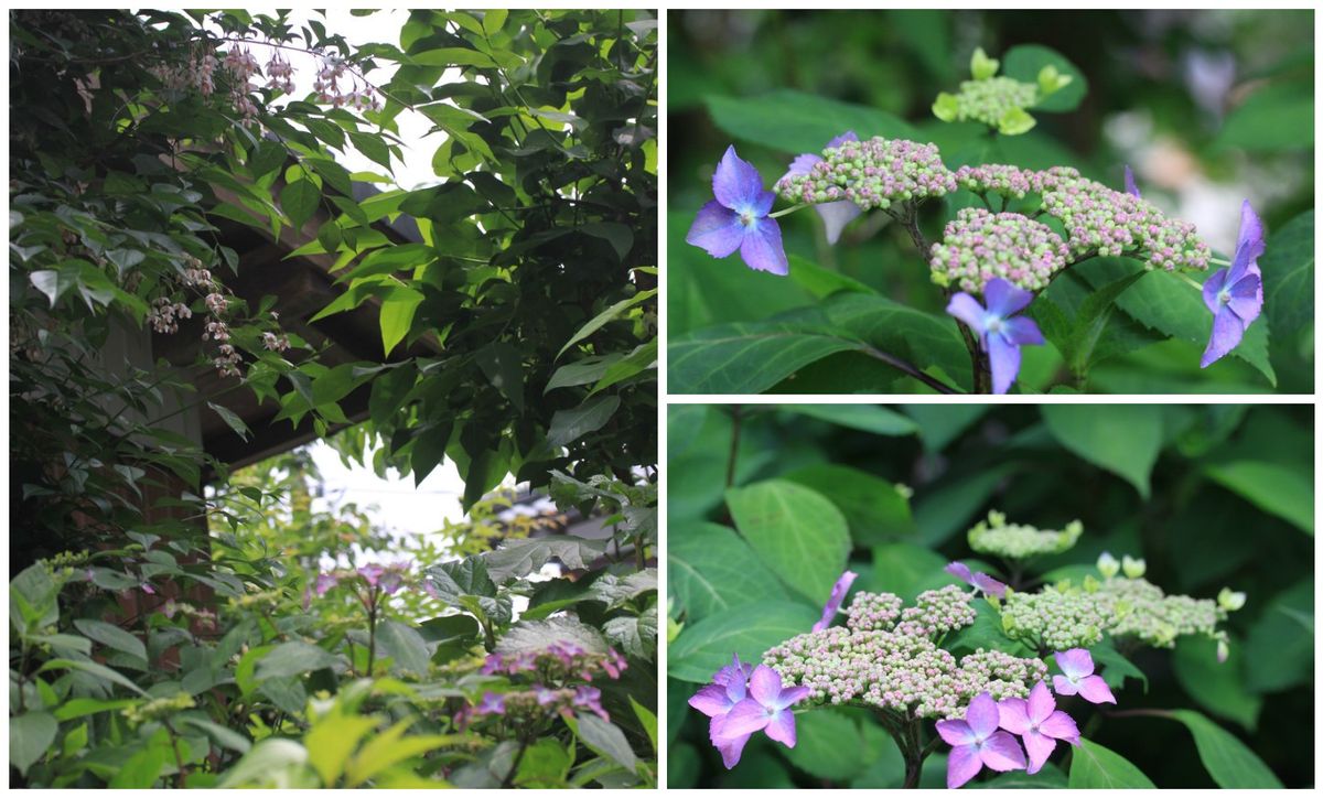 庭に咲く花５月