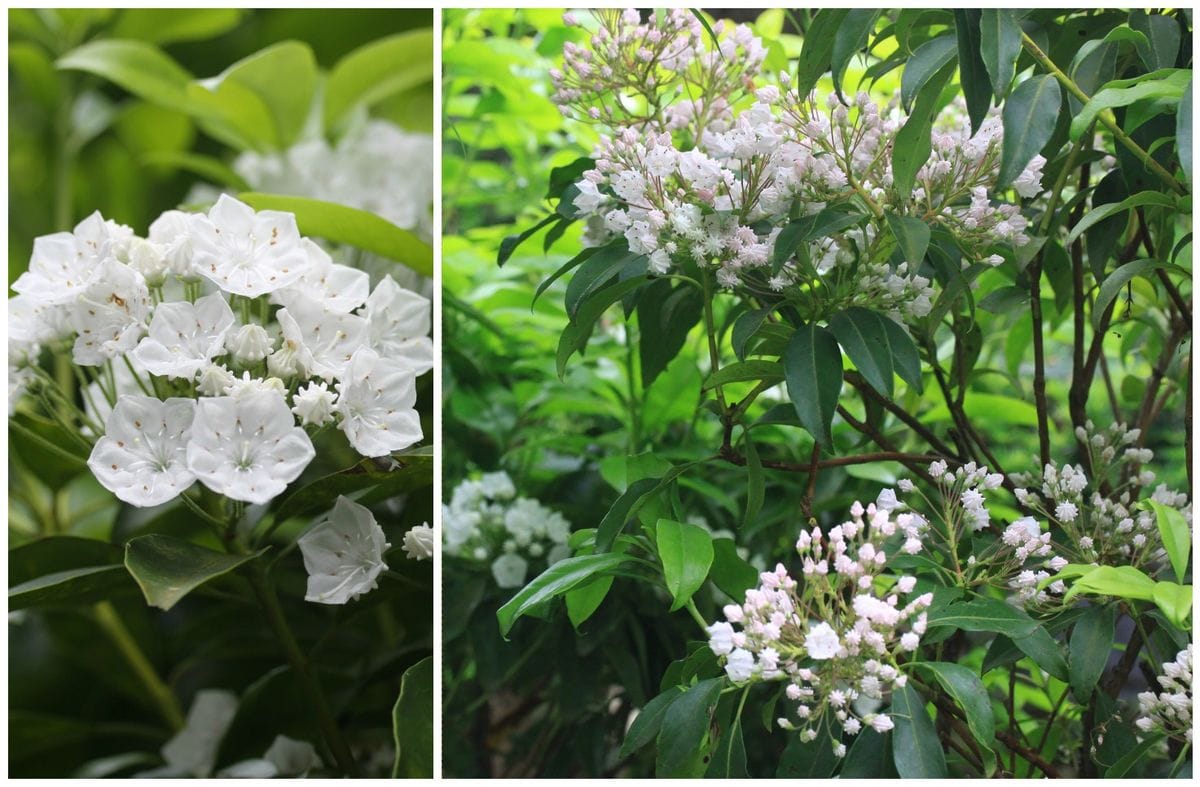 庭に咲く花５月