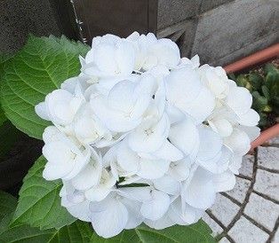 黒軸(茎)紫陽花開花