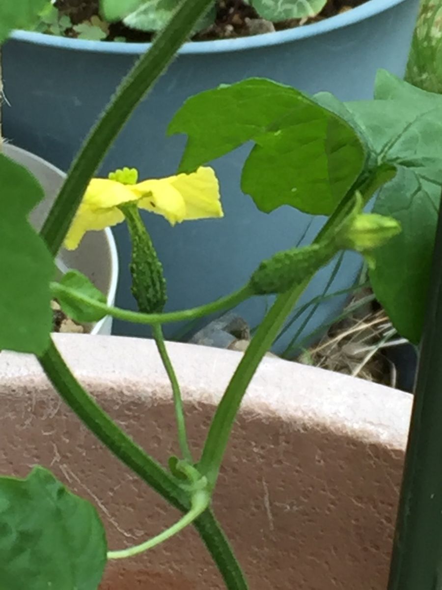 ゴーヤ☘苦瓜の花