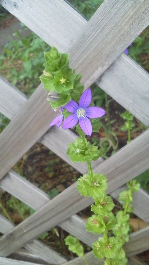 綺麗な花