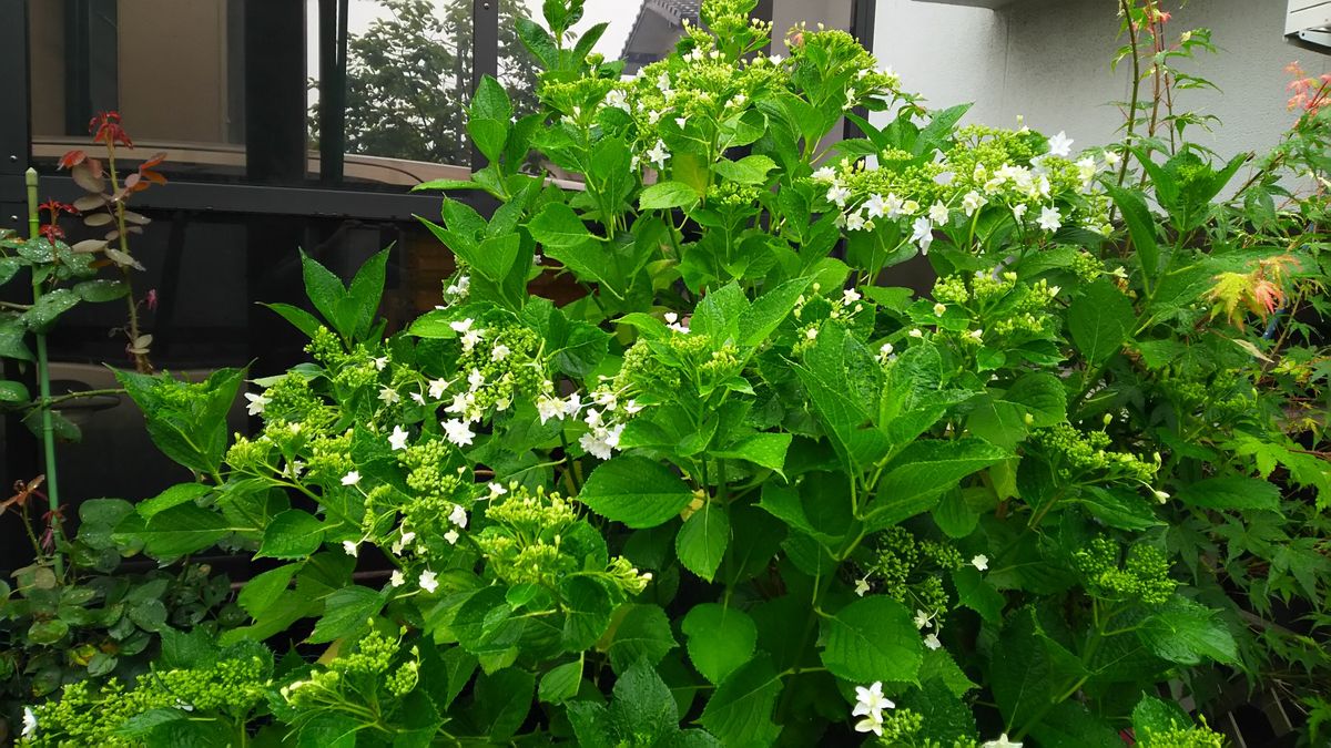 すみだの花火🎆と遅咲きバラ🌹