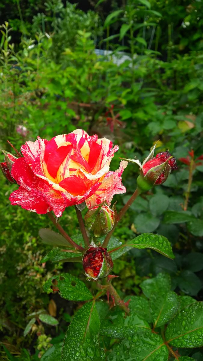 すみだの花火🎆と遅咲きバラ🌹